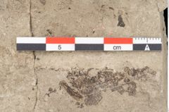 Foto (Detailansicht) von Tilia platyphyllos Scopoli (NHMW-GEO-2024-0188-15019)